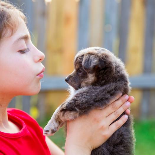 Opieka nad zwierzętami i adopcja psów 