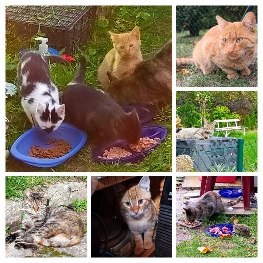 Zaangażowanie działkowiczów Ogrodu Działkowego ROD STOKI w działania prozdrowotne dla kotów wolno żyjących na terenie osiedla STOKI.